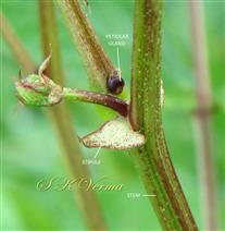  Stipules and Petiolar gland